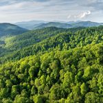 Mountain forest with green canopies in summertime